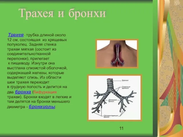 Трахея и бронхи Трахея - трубка длиной около 12 см, состоящая из