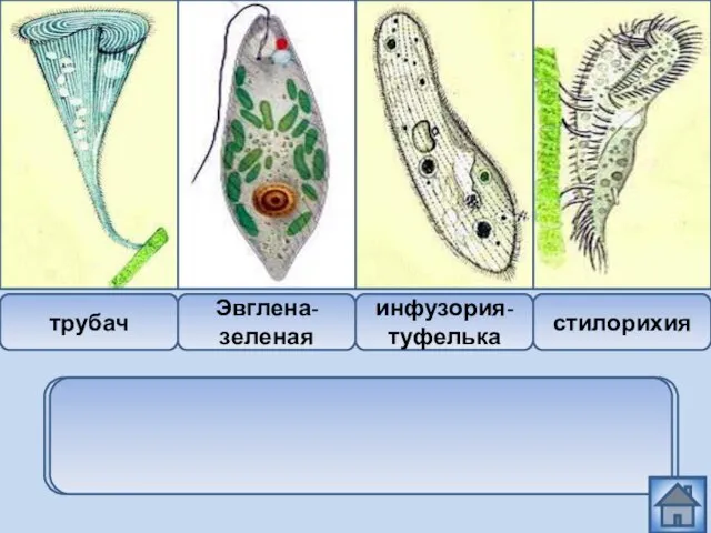 трубач Эвглена-зеленая инфузория-туфелька стилорихия Эвглена – зеленая относится к типу Саркожгутиковых, а