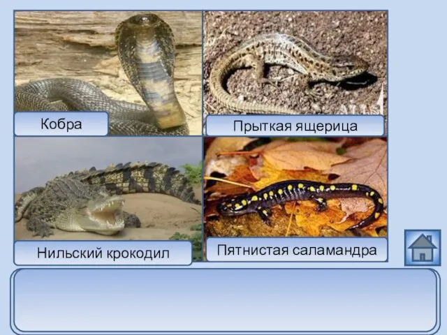 Кобра Нильский крокодил Прыткая ящерица Пятнистая саламандра Пятнистая саламандра является представителем класса