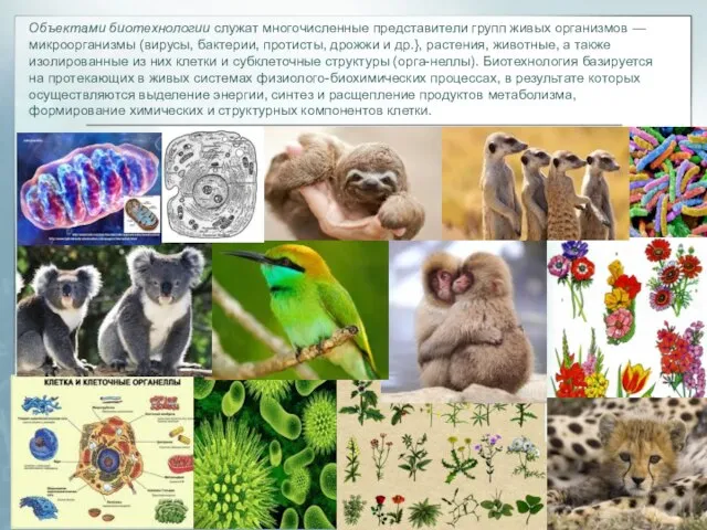 Объектами биотехнологии служат многочисленные представители групп живых организмов — микроорганизмы (вирусы, бактерии,