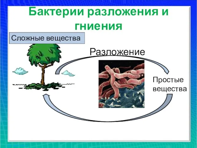 Бактерии разложения и гниения Разложение Сложные вещества Простые вещества