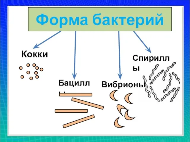 Форма бактерий Кокки Бациллы Вибрионы Спириллы