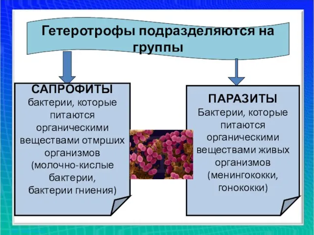 Гетеротрофы подразделяются на группы САПРОФИТЫ бактерии, которые питаются органическими веществами отмрших организмов