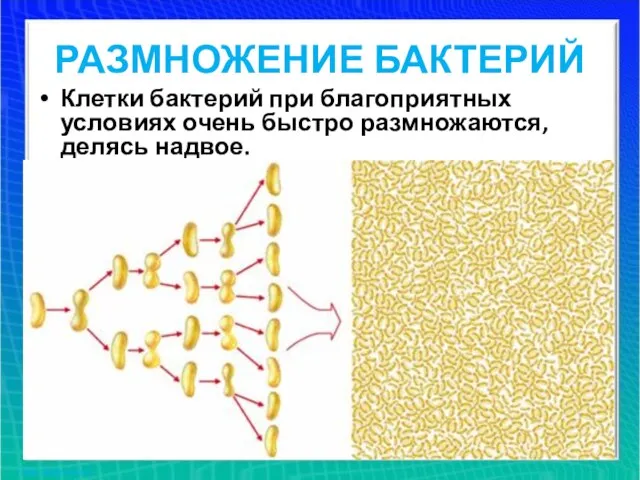 РАЗМНОЖЕНИЕ БАКТЕРИЙ Клетки бактерий при благоприятных условиях очень быстро размножаются, делясь надвое.