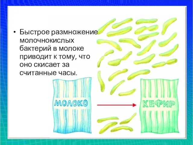 Быстрое размножение молочнокислых бактерий в молоке приводит к тому, что оно скисает за считанные часы.