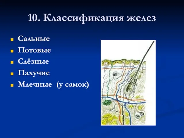 10. Классификация желез Сальные Потовые Слёзные Пахучие Млечные (у самок)