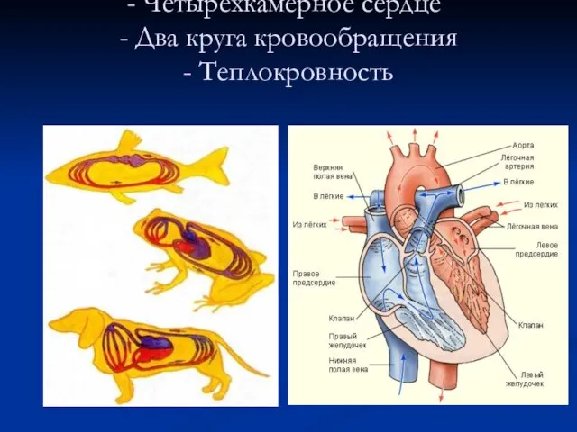 Четырехкамерное сердце - Два круга кровообращения - Теплокровность