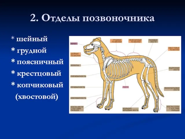 2. Отделы позвоночника * шейный * грудной * поясничный * крестцовый * копчиковый (хвостовой)