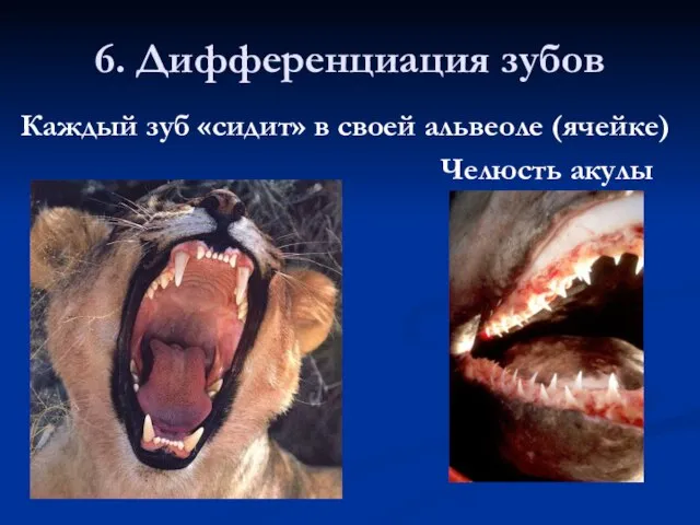 6. Дифференциация зубов Каждый зуб «сидит» в своей альвеоле (ячейке) Челюсть акулы