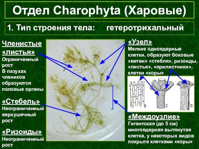 Отдел Charophyta (Харовые) 1. Тип строения тела: гетеротрихальный «Стебель» Неограниченный верхушечный рост