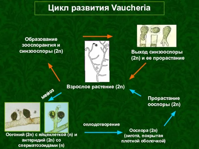 Цикл развития Vaucheria Взрослое растение (2n) Оогоний (2n) с яйцеклеткой (n) и