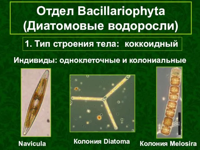 Отдел Bacillariophyta (Диатомовые водоросли) 1. Тип строения тела: коккоидный Индивиды: одноклеточные и