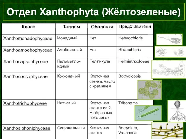 Отдел Xanthophyta (Жёлтозеленые)