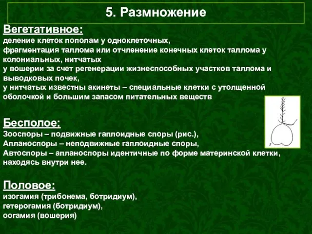 5. Размножение Вегетативное: деление клеток пополам у одноклеточных, фрагментация таллома или отчленение