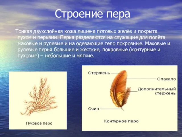 Строение пера Тонкая двухслойная кожа лишена потовых желёз и покрыта пухом и