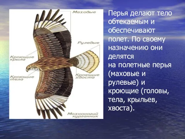 Перья делают тело обтекаемым и обеспечивают полет. По своему назначению они делятся