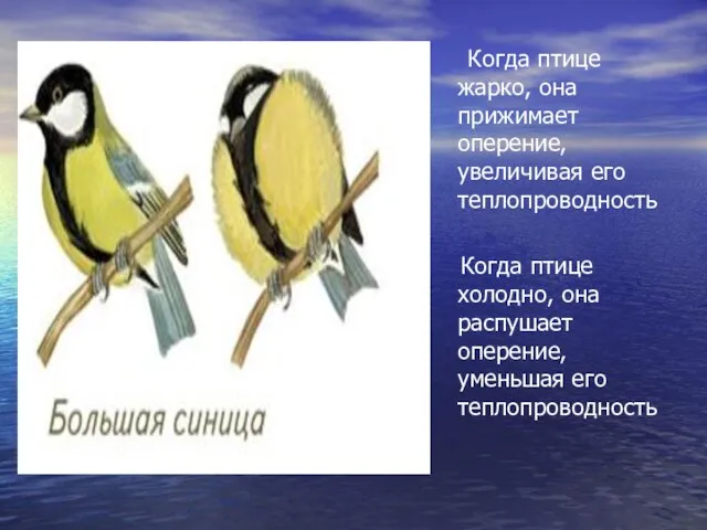 Когда птице жарко, она прижимает оперение, увеличивая его теплопроводность Когда птице холодно,