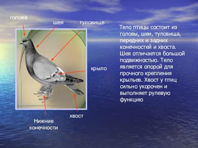 голова шея крыло туловище Нижние конечности хвост Тело птицы состоит из головы,