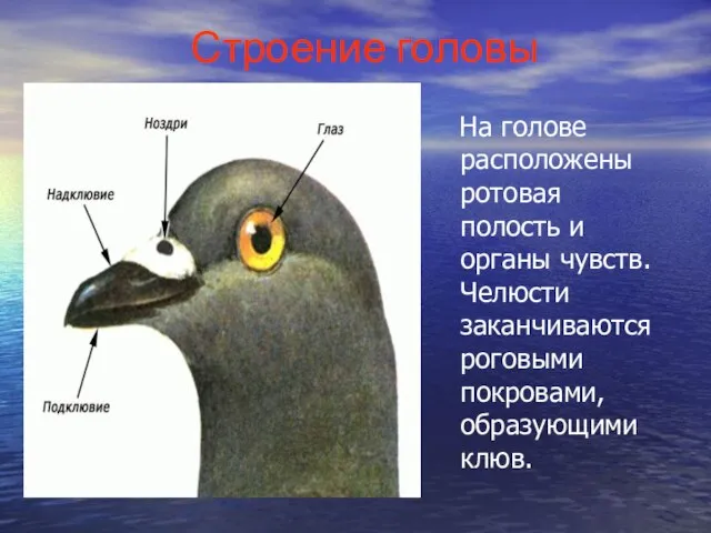 Строение головы На голове расположены ротовая полость и органы чувств. Челюсти заканчиваются роговыми покровами, образующими клюв.