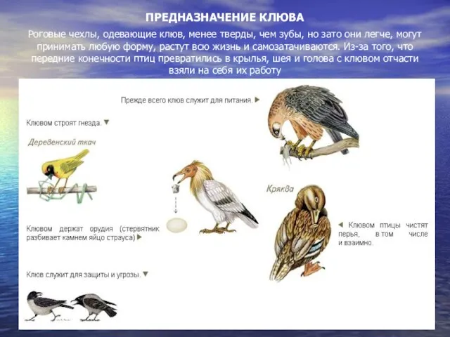 ПРЕДНАЗНАЧЕНИЕ КЛЮВА Роговые чехлы, одевающие клюв, менее тверды, чем зубы, но зато