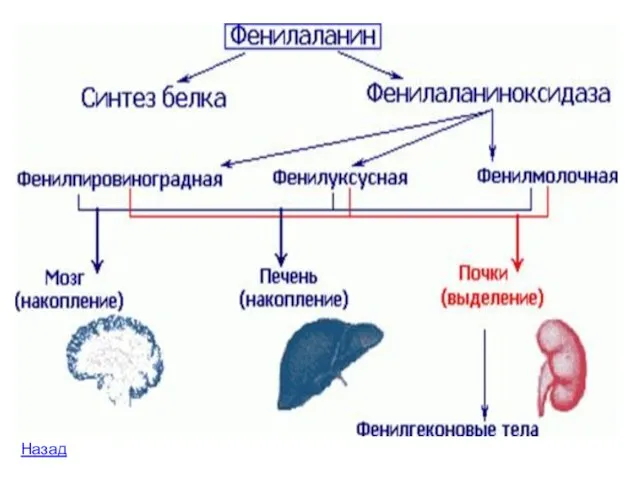 Назад