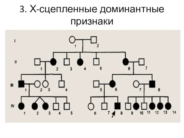 3. Х-сцепленные доминантные признаки