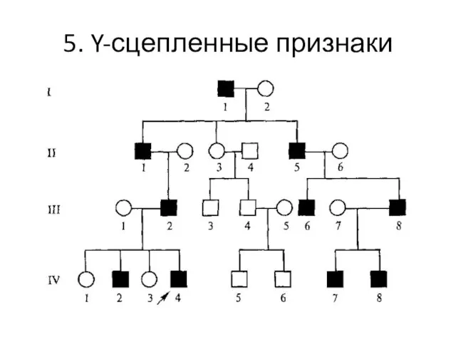 5. Y-сцепленные признаки