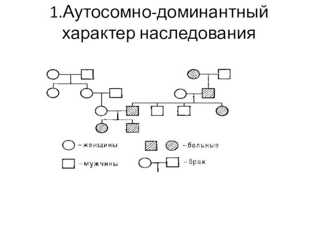 1.Аутосомно-доминантный характер наследования