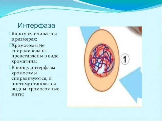 Интерфаза Ядро увеличивается в размерах; Хромосомы не спирализованы -представлены в виде хроматина;