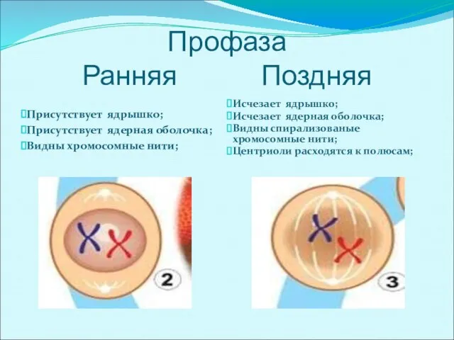 Профаза Ранняя Поздняя Присутствует ядрышко; Присутствует ядерная оболочка; Видны хромосомные нити; Исчезает