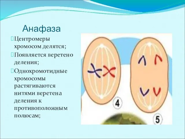Анафаза Центромеры хромосом делятся; Появляется веретено деления; Однохромотидные хромосомы растягиваются нитями веретена деления к противоположным полюсам;