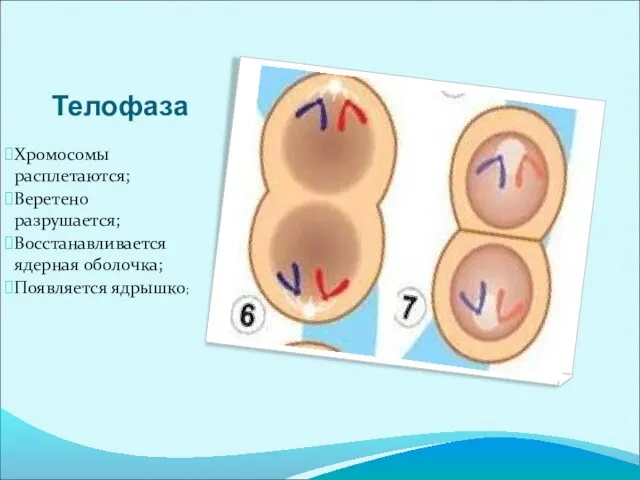 Телофаза Хромосомы расплетаются; Веретено разрушается; Восстанавливается ядерная оболочка; Появляется ядрышко;