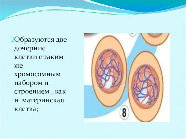 Образуются две дочерние клетки с таким же хромосомным набором и строением , как и материнская клетка;