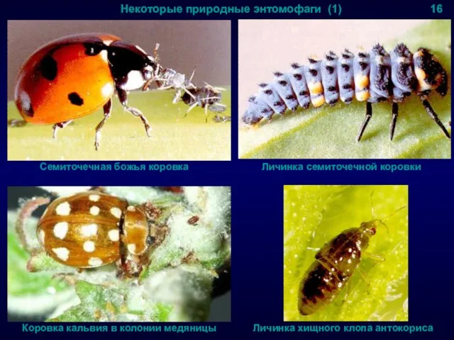 Некоторые природные энтомофаги (1) 16 Семиточечная божья коровка Личинка семиточечной коровки Коровка