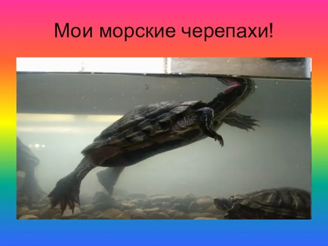 Мои морские черепахи!