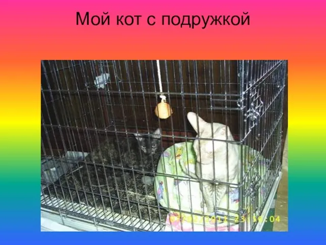 Мой кот с подружкой