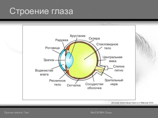 Строение глаза (Большая энциклопедия Кирилла и Мефодия 2002) Органы чувств: Глаз МЫСКОВА Ольга