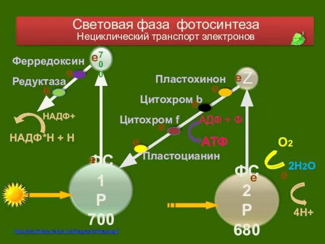 2Н2О О2 4Н+ е Пластохинон Цитохром b АТФ АДФ + Ф Цитохром