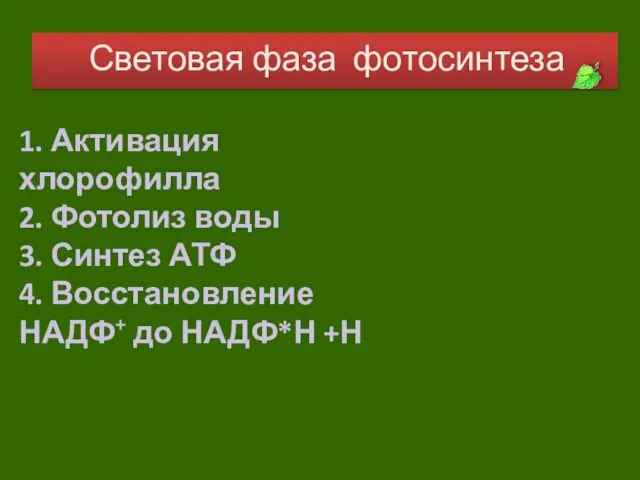 Световая фаза фотосинтеза 1. Активация хлорофилла 2. Фотолиз воды 3. Синтез АТФ