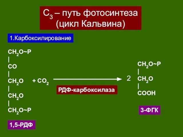 С3 – путь фотосинтеза (цикл Кальвина) 1.Карбоксилирование CH2O~P | CO | CH2O
