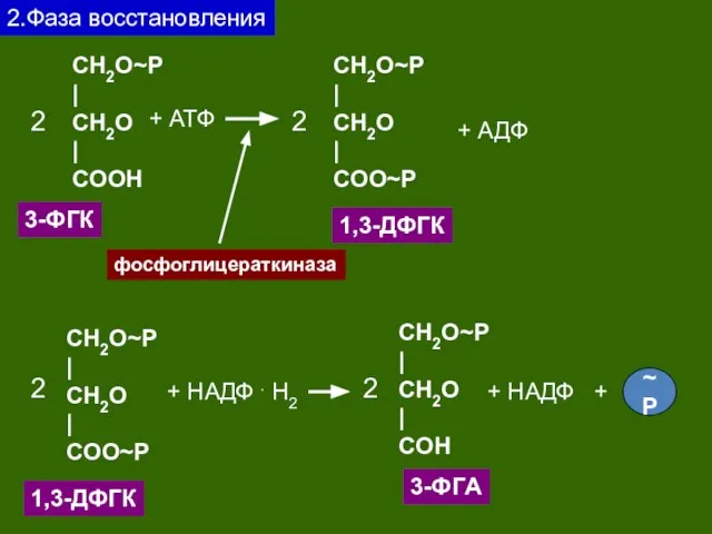 2.Фаза восстановления CH2O~P | CH2O | CОOH 3-ФГК 2 + АТФ CH2O~P