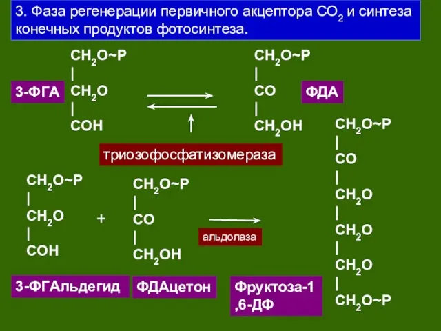 3. Фаза регенерации первичного акцептора СО2 и синтеза конечных продуктов фотосинтеза. CH2O~P