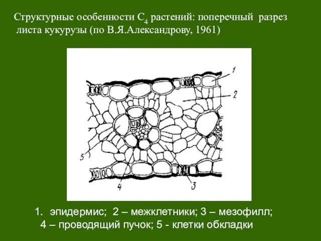 Структурные особенности С4 растений: поперечный разрез листа кукурузы (по В.Я.Александрову, 1961) эпидермис;