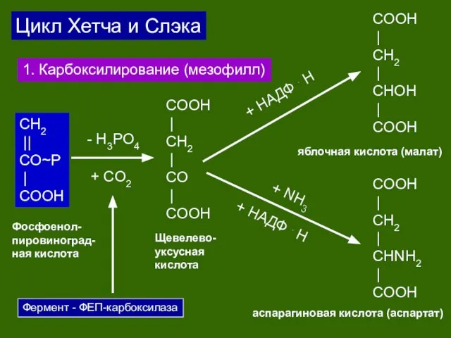 СH2 || CO~P | COOH + CO2 COOH | CH2 | CO