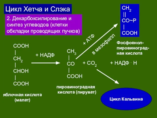 Цикл Хетча и Слэка 2. Декарбоксилирование и синтез углеводов (клетки обкладки проводящих