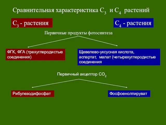 С3 - растения С4 - растения Сравнительная характеристика С3 и С4 растений