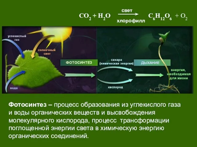 Фотосинтез – процесс образования из углекислого газа и воды органических веществ и