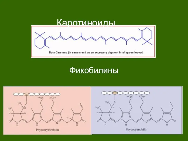 Каротиноиды Фикобилины