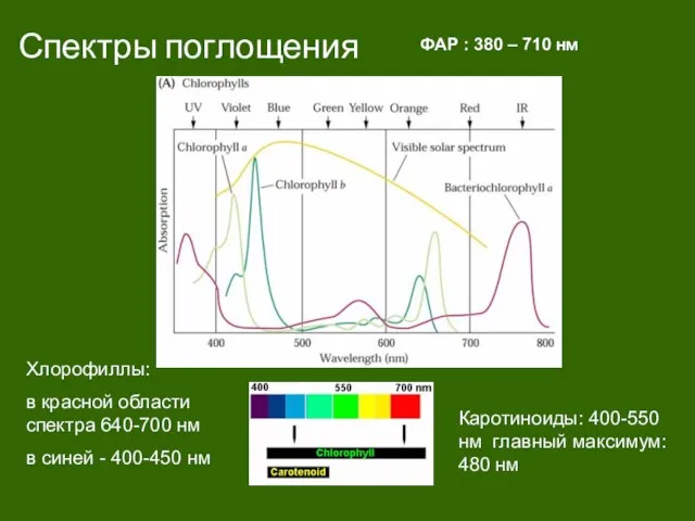 Спектры поглощения ФАР : 380 – 710 нм Каротиноиды: 400-550 нм главный