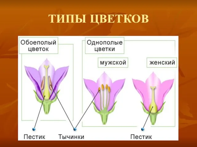 ТИПЫ ЦВЕТКОВ